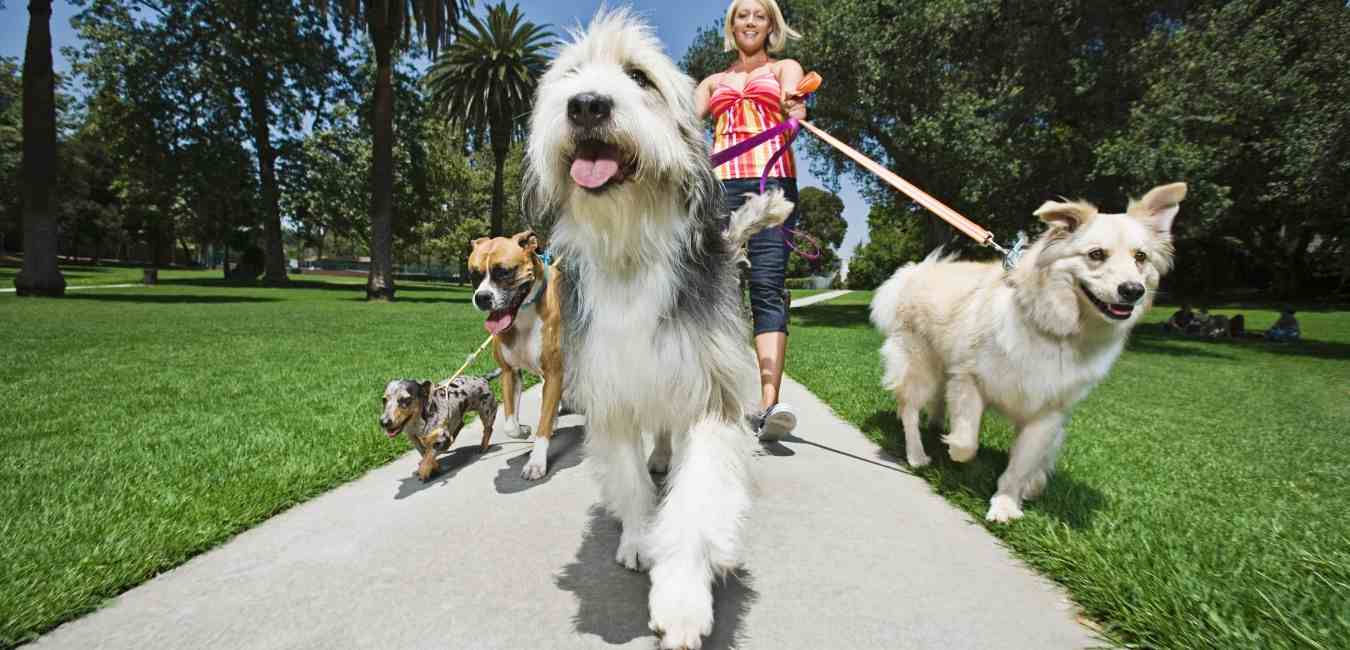 Dog Walking App Create Your Own Dog Walking App Like Rover